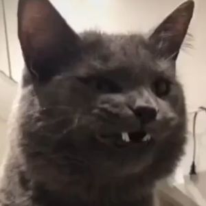 Meet your Posher, Bee